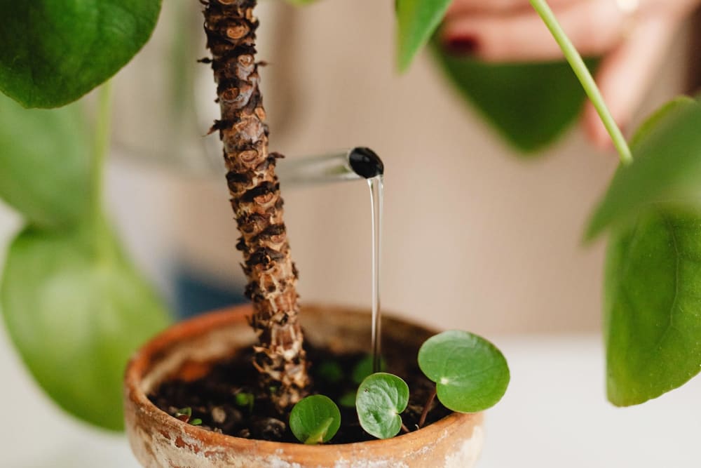 Chinese money plant being watered