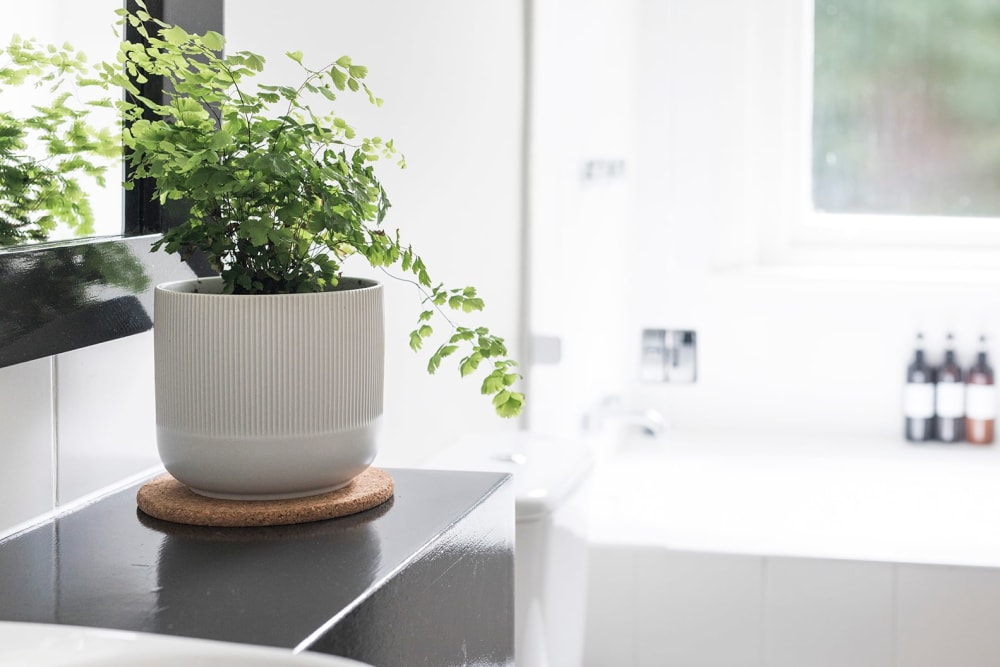 Maidenhair fern in a light concrete pot in the kitchen