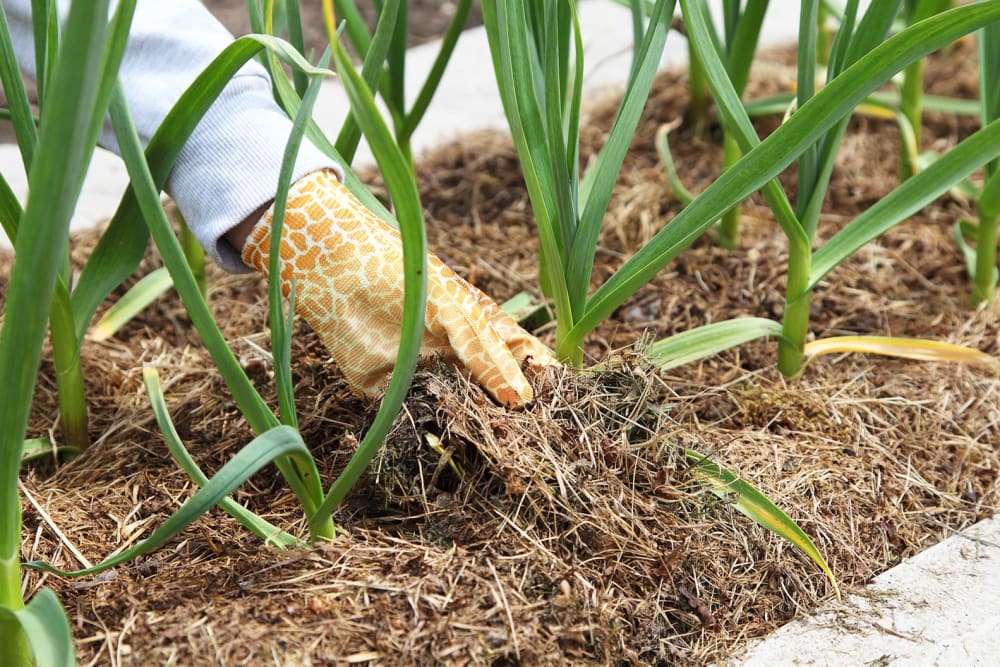 Mulch being spread on growing garlic