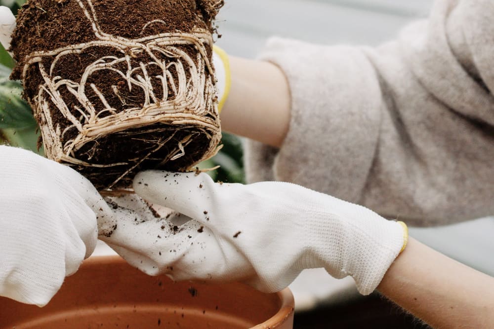 Close up of someone repotting an outdoor plant, showing its healthy white roots