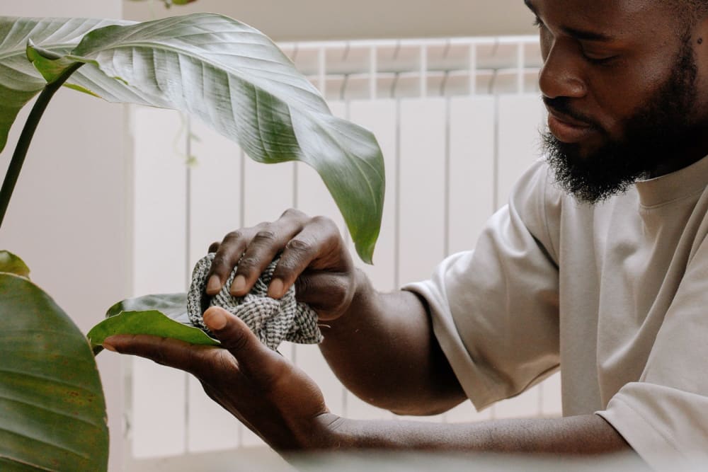 Close up of somebody wiping the leaves of their plant