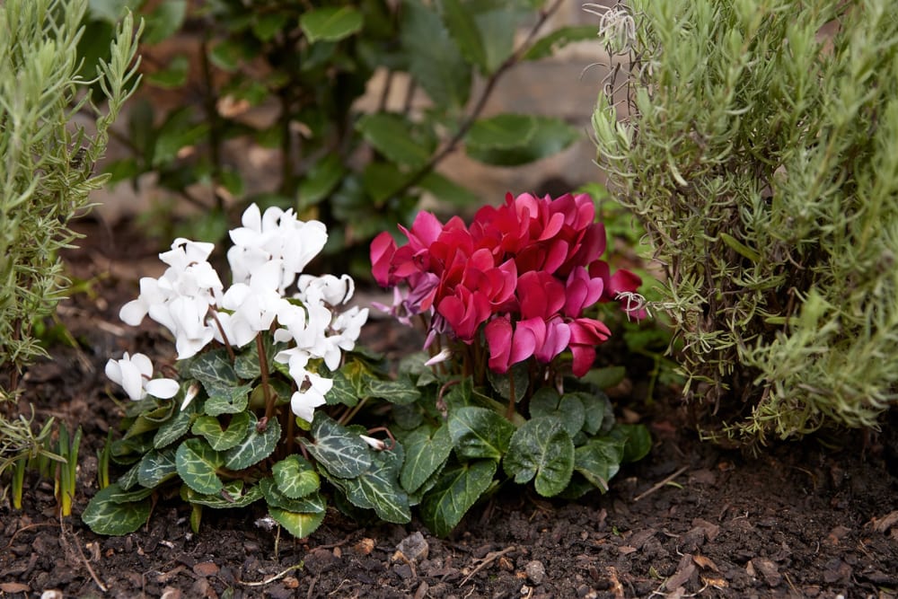 Red and white cyclamens planted in a flower bed surrounded by wood chips.