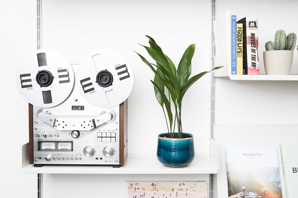 Aspidistra plant in a decorative pot on a shelf in a study