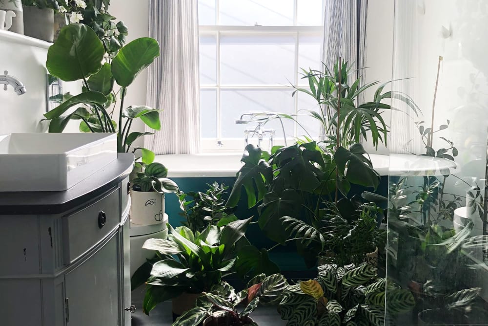 A group of plants huddled together in a bathroom