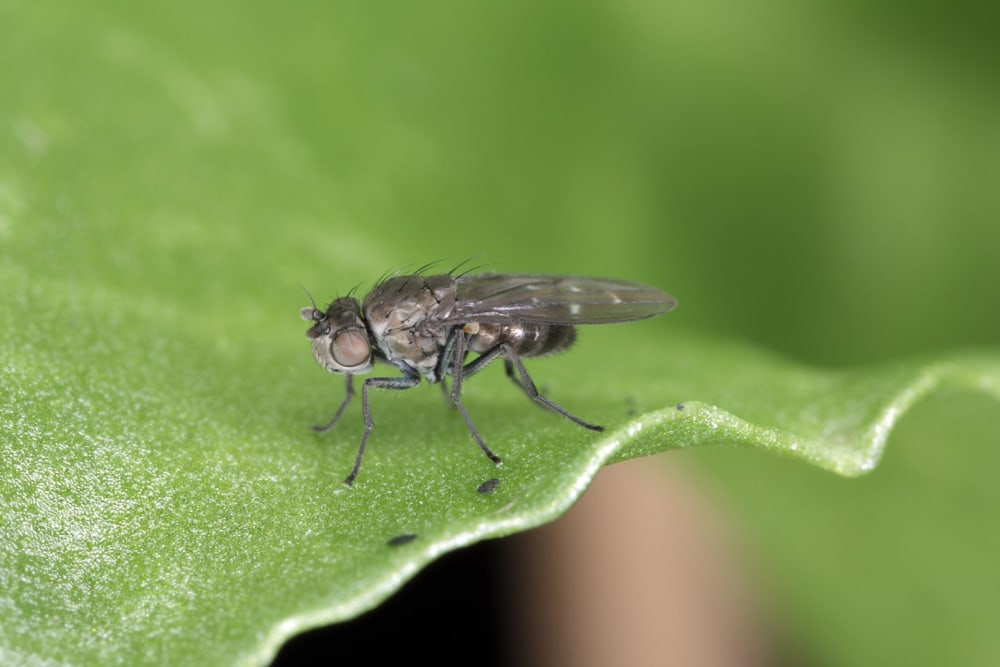 Close up of a fungus gnat