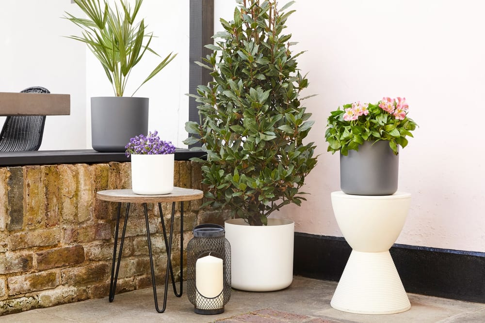 A group of grey and white straight edge plastic pots in a patio garden containing a Chamaerops Humilis palm, a fairy bellflower and a pyramid bay tree