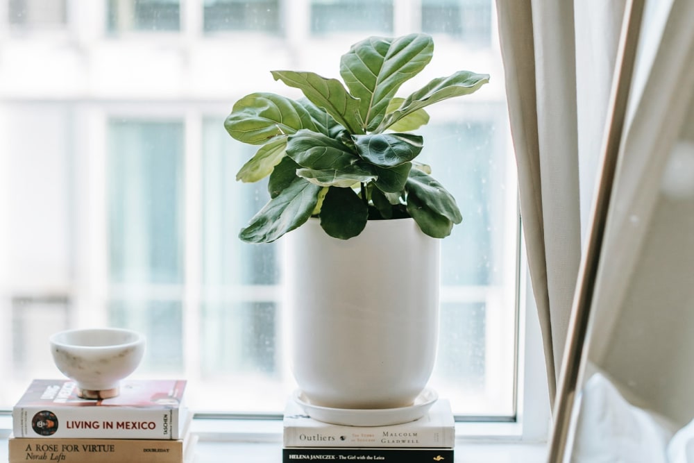 Small fidel leaf fig in a white pot on a window sill