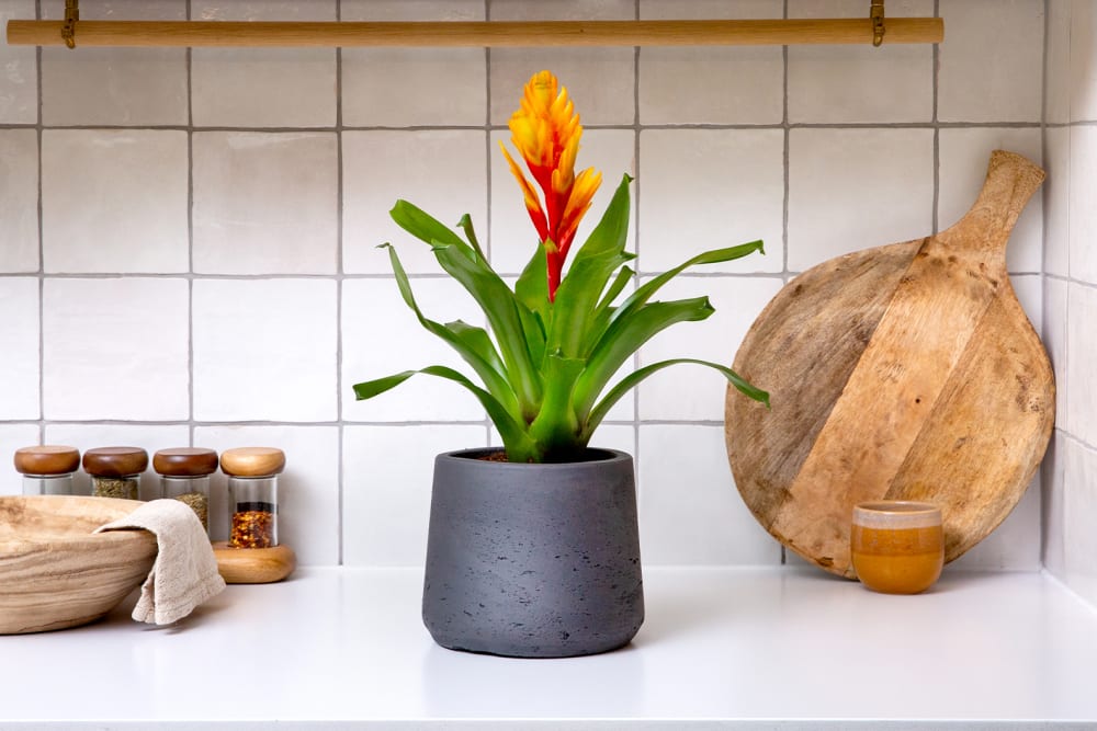 A flaming sword 'Intenso Orange' in a decorative pot on a countertop in a kitchen