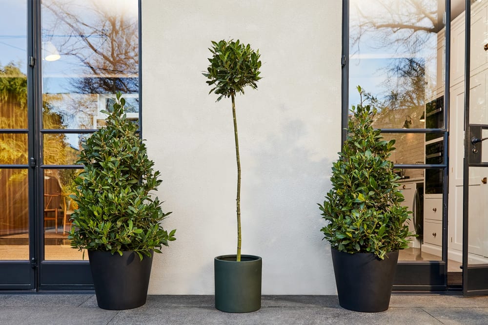 Bay tree and two pyramid bay trees outside on a patio