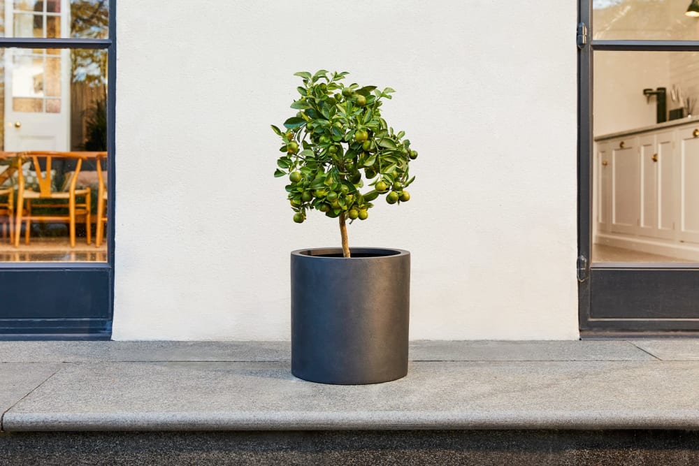 A lime time in a black fibrestone pot outside on a patio