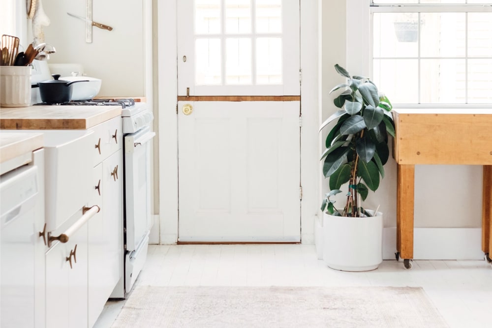 Large rubber plant in a white plastic pot, in the kitchen