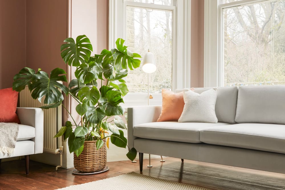 Large Swiss Cheese plant in a wicker basket, next to a window in the lounge