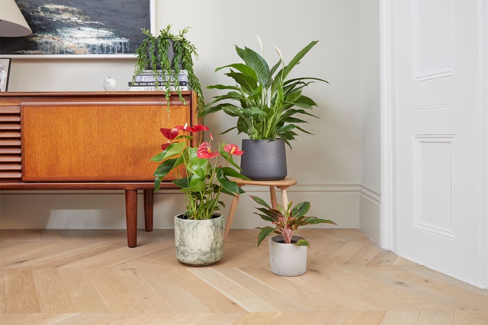A eed anthurium in a green fractured pot, a chinese evergreen in a light grey concrete pot, a peace lily in a dark grey clay pot and a lipstick plant in a dark grey clay pot are grouped together on and around a sideboard in a lounge