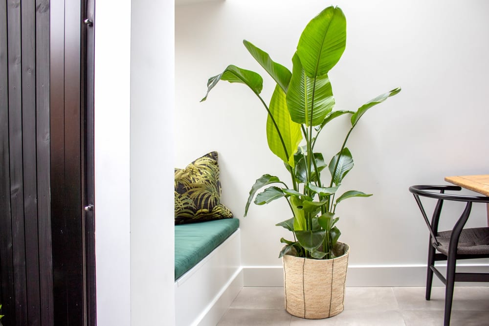 A strelitzia nicolai plant in a rope basket in a dining room