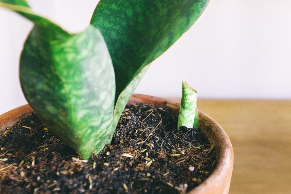 Close-up of a full-grown snake plant with a small offset shoot.