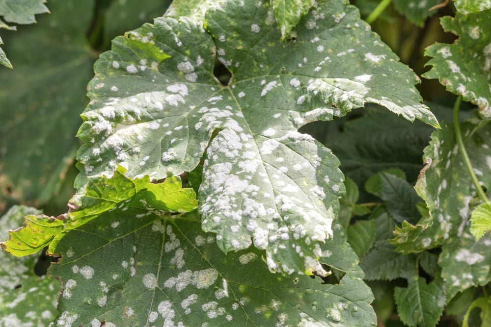 Mildew on the leaves of an outdoor plant