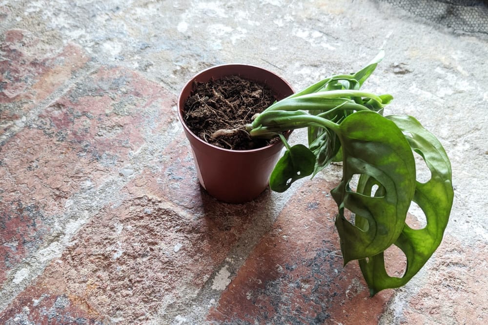 A small monstera heavily wilting to one side in a nursey pot on a brick floor