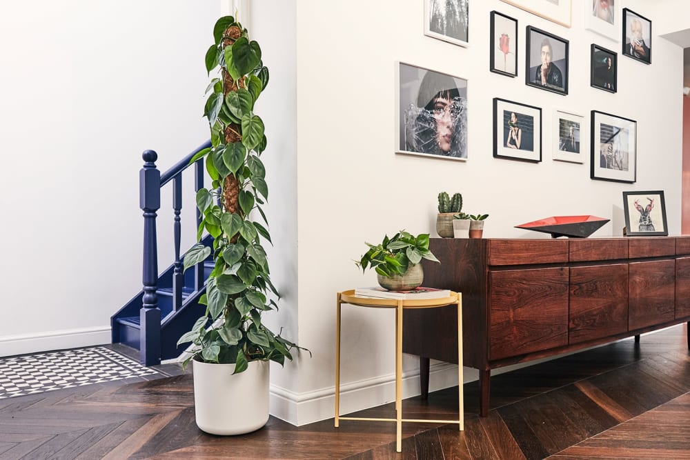 Philodendron plant in a white recycled plastic pot in a hallway