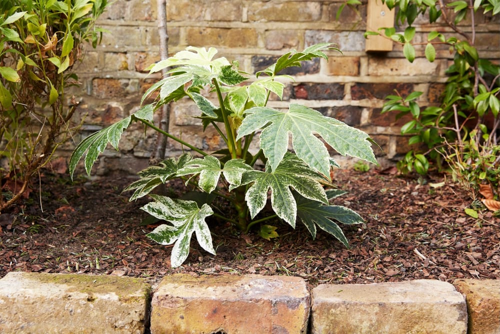A variegated fatsia japonica planted outside in a garden bed