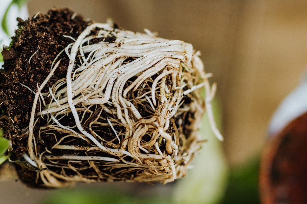 Close-up of a pot-bound plant with white roots circling up and round the soil