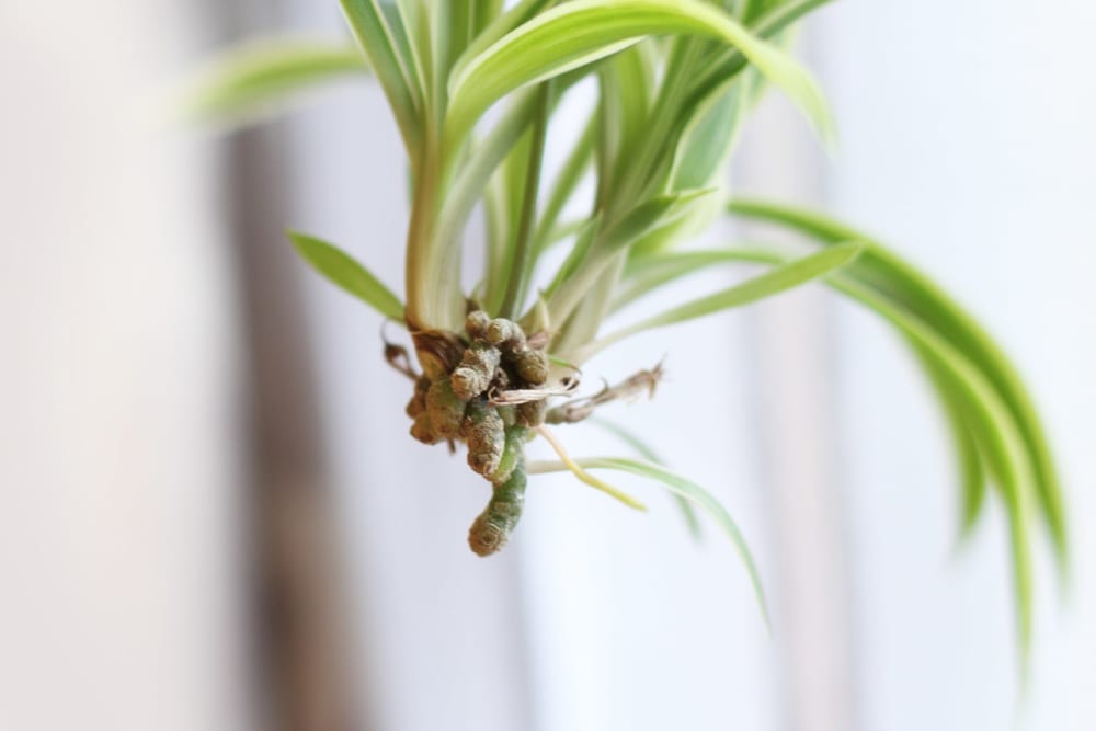 Close up of a baby spider plant