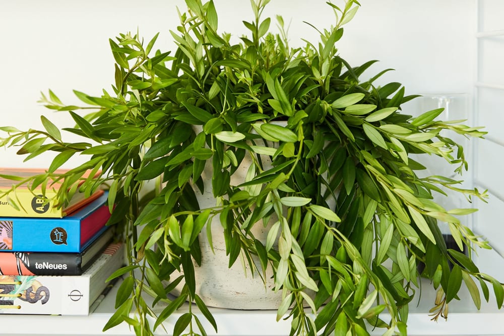 A lipstick plant on a bookcase