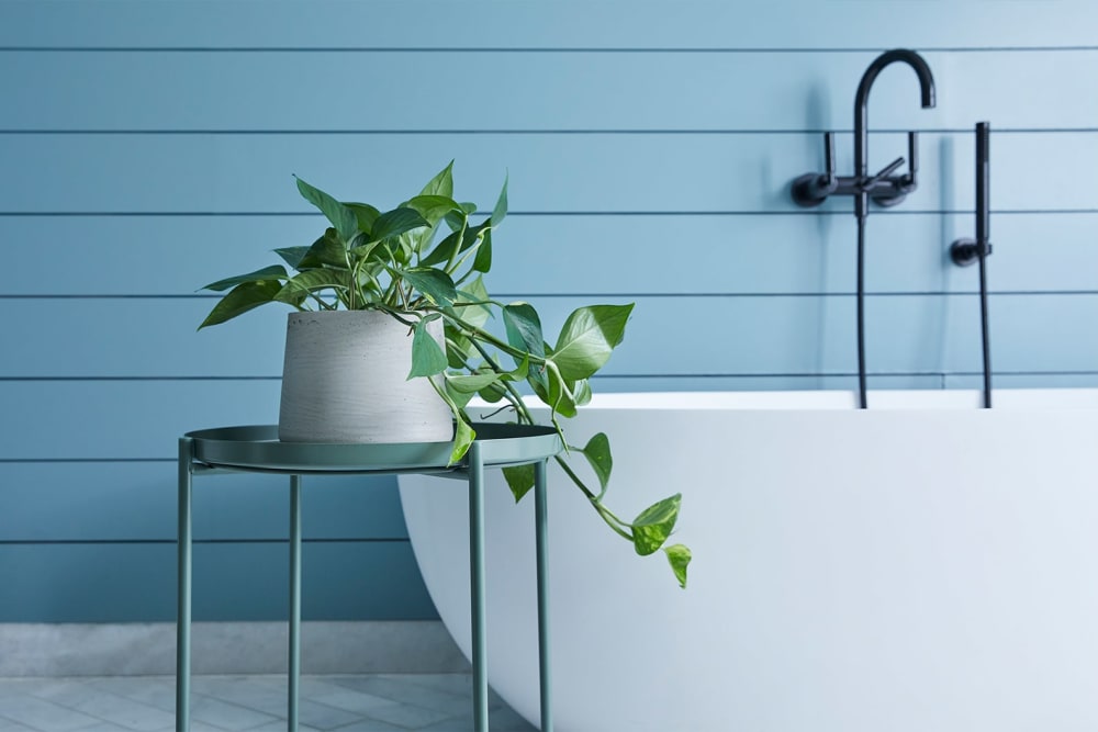 A golden pothos devil's ivy plant in a grey clay pot on a side table in a bathroom