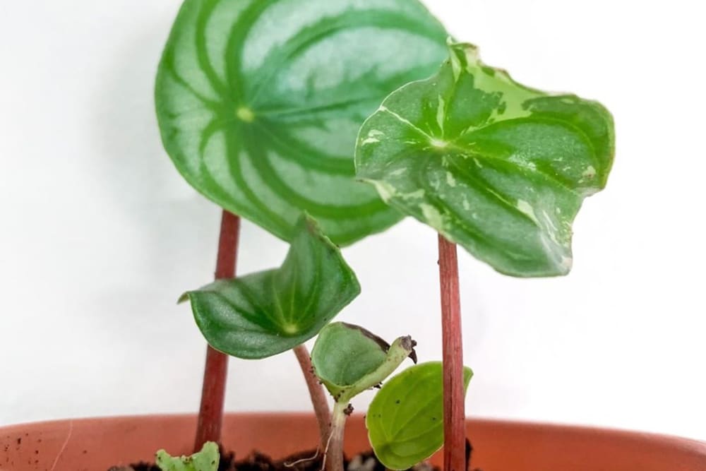 Close up of a few dishevelled watermelon peperomia leaves