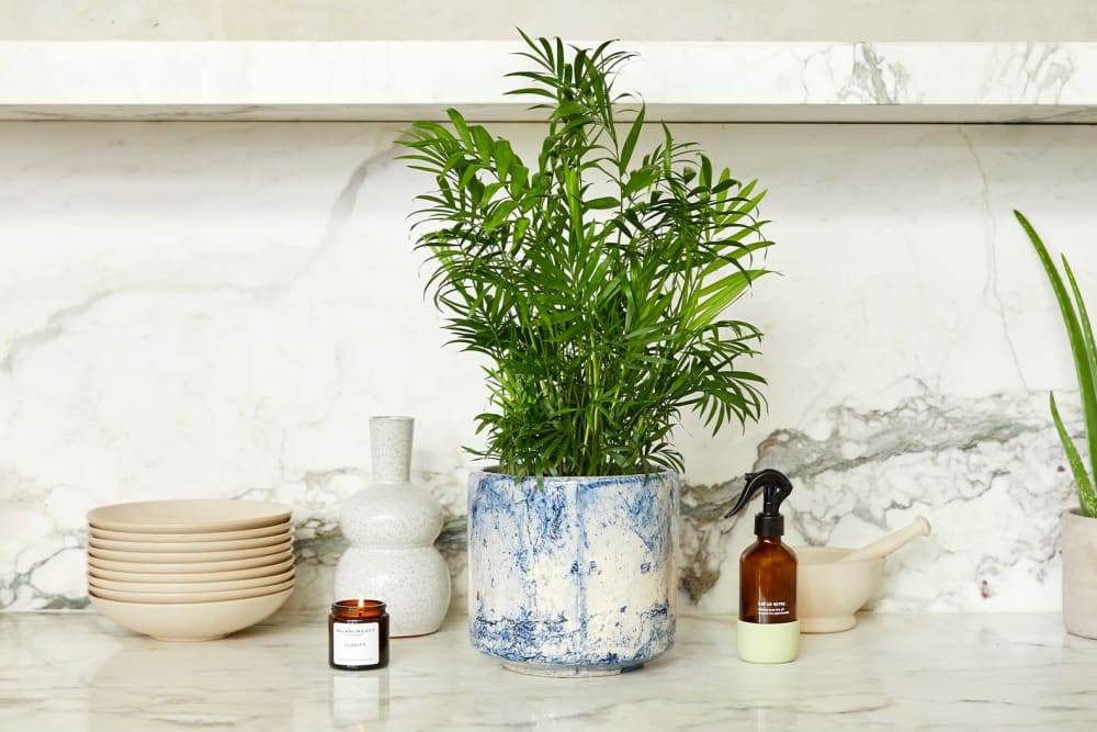 A parlour palm plant in a blue fractured pot in a kitchen with a candle and a mister