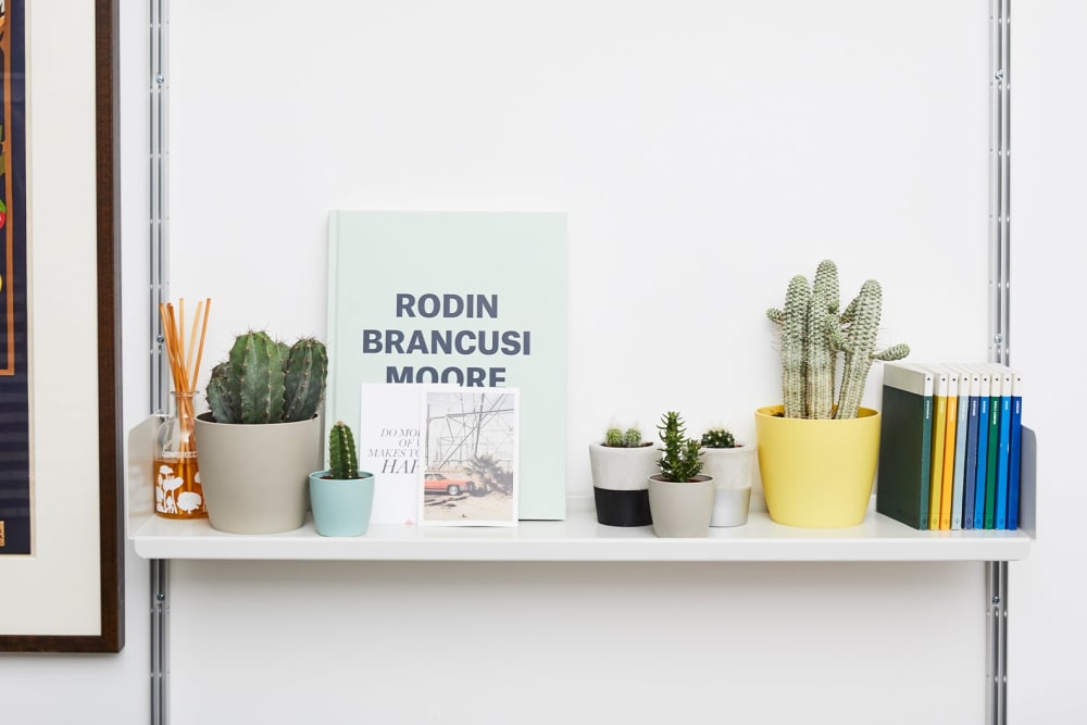 Shelf with six cacti in plastic and ceramic pots