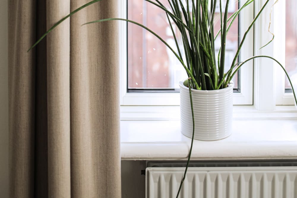 Plant in a white pot on a window sill above a radiator.
