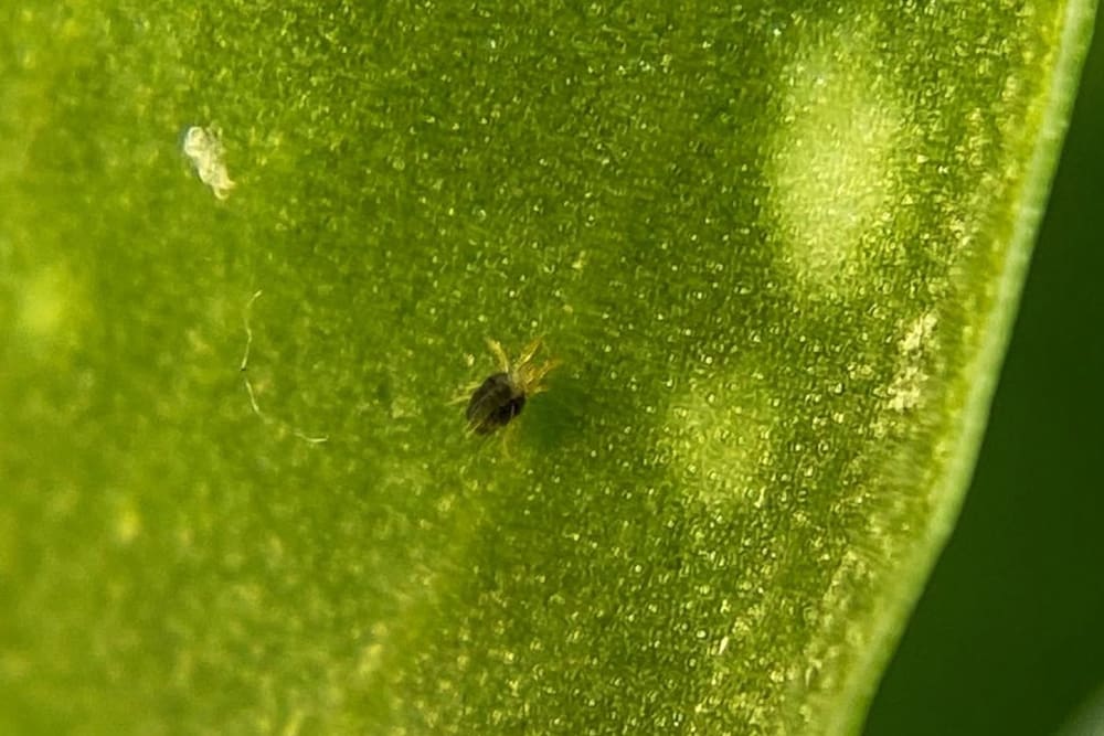 Close-up of leaf with small, dark brown spider mite
