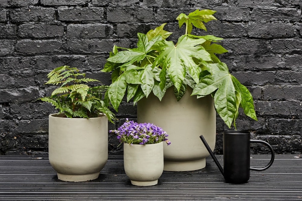 A fatsia japonica, a fern and a purple campanula outside in concrete pots