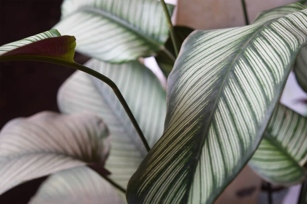 Faded calathea leaves.