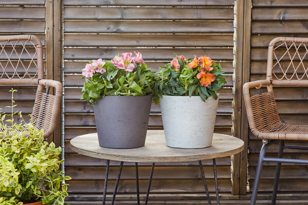 Two blooming alstroemeria flowering outdoor plants on a balcony table