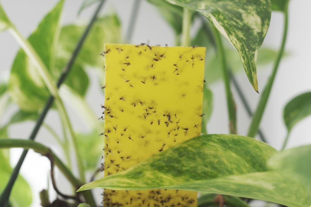 Yellow sticky pad covered in stuck flies