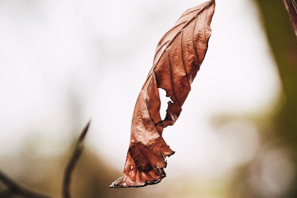 A dry, curling leaf on an outdoor plant