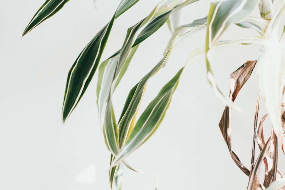 Close-up of spider plant leaves that are dry, browning and wilted.