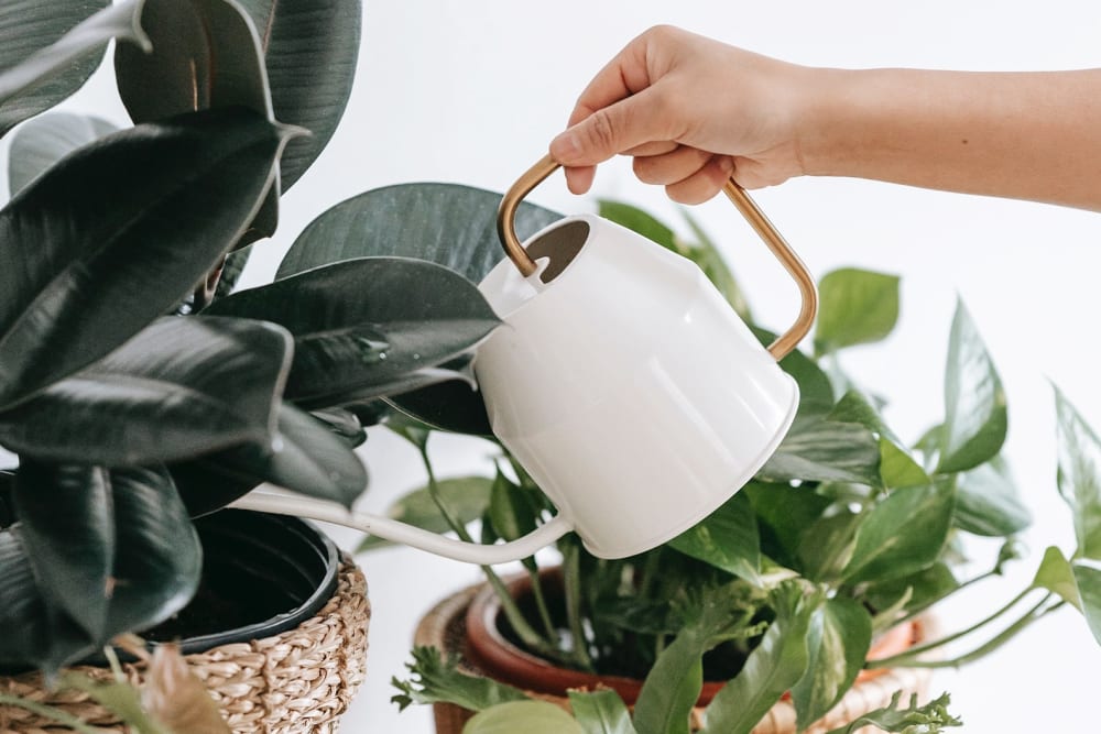 Close-up of a person watering a rubber plant with a small cream and gold watering can