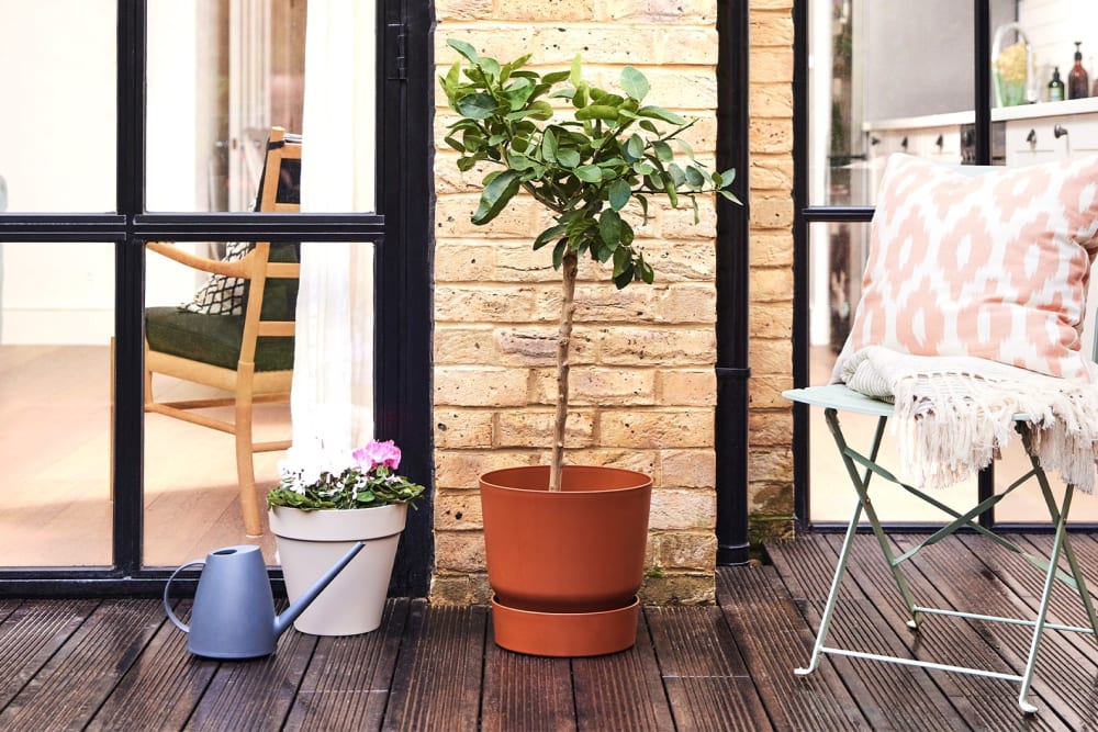 A lime tree outside in a decorative pot next to white and pink cyclamen flowers in another pot.