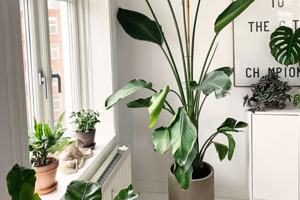 A large bird of paradise plant in a light grey concrete pot standing next to an open window. On the window shelf sits 4 small plants in terracotta pots.