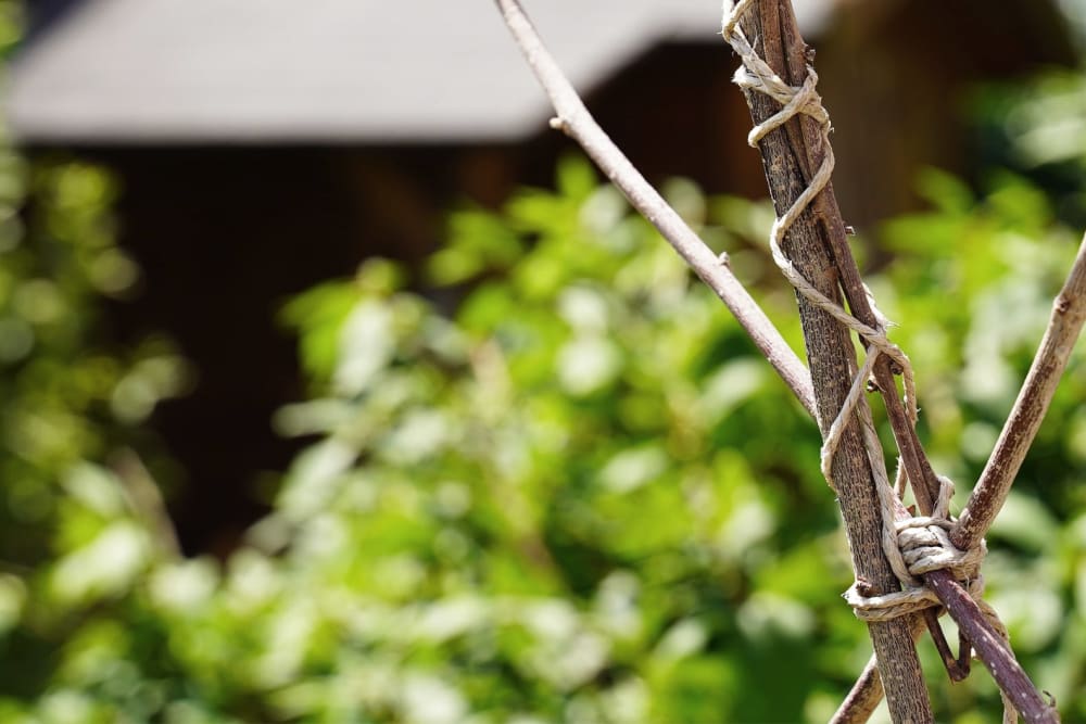 A an outdoor young tree attached to a stick for support