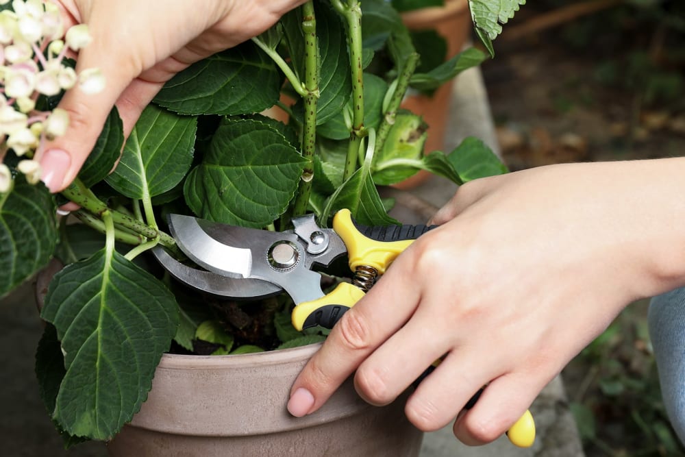 A person cutting a broken stem off a potted hydrangea