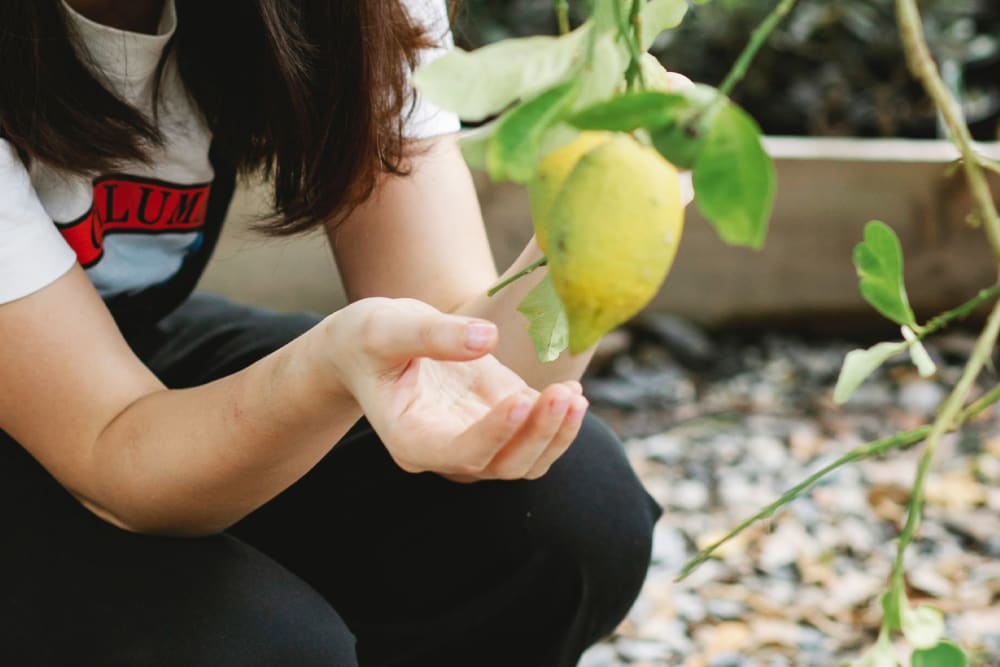 Close-up of person outside in a garden in a t-shirt looking at a lemon tree