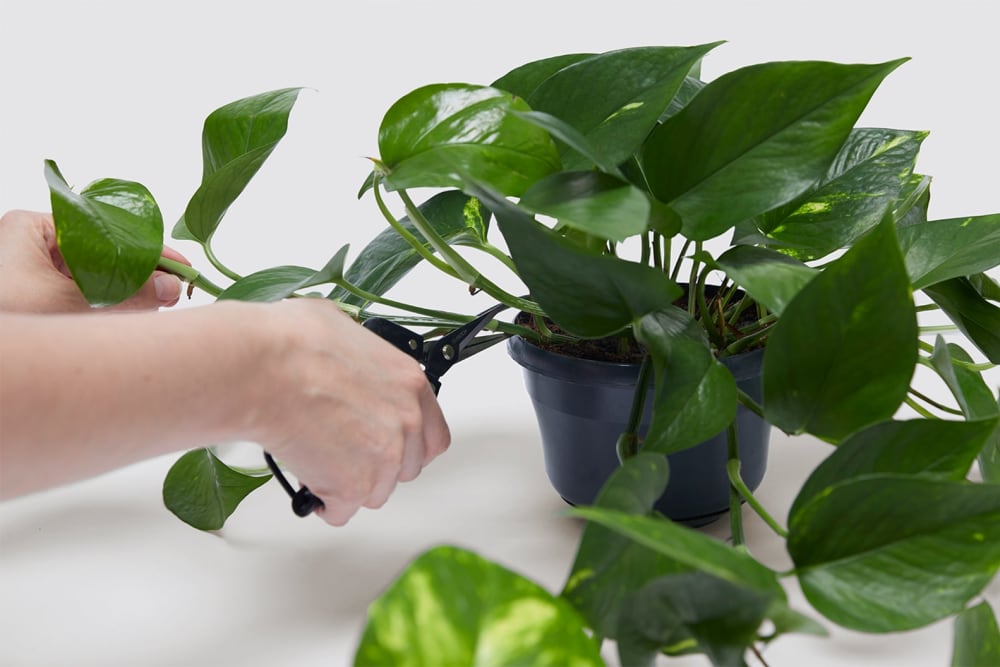 Secateurs cutting through the stem of a Devil's Ivy