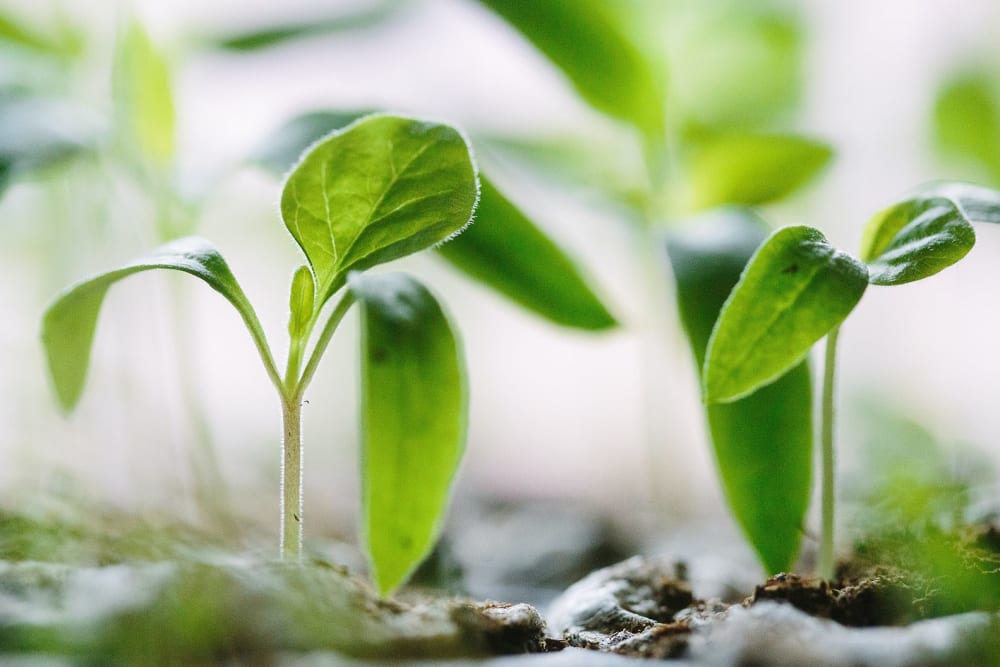 Close up of a seedling