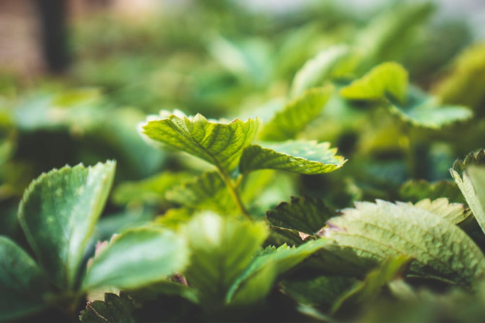 Close-up of strawberry leaves