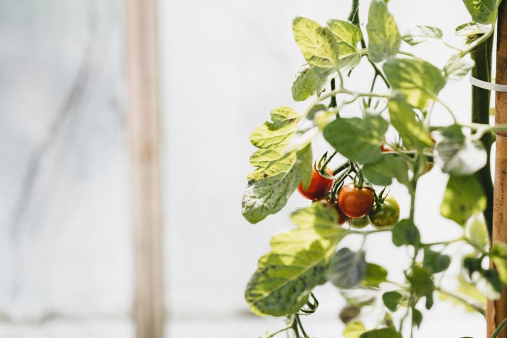 Close-up of tomatoes on a vine