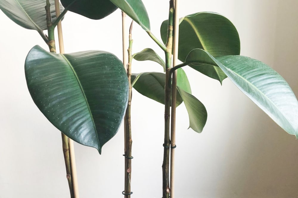 Close-up of a rubber plant with long stems but few leaves