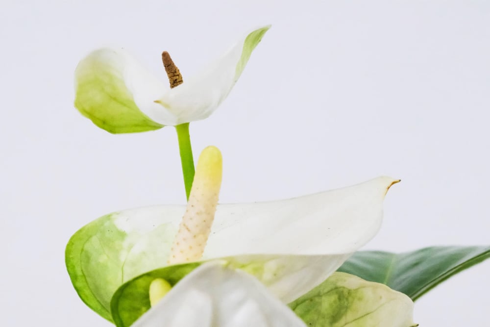 Close up of a white Anthurium
